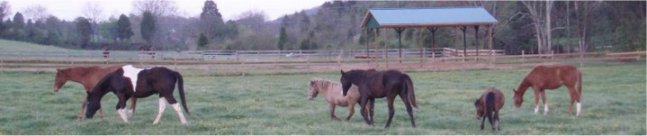 Pony herd