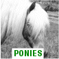 Our Ponies
